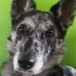 Profilbild von NoSkill_Calimero
